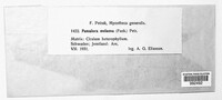 Fusicladiella melaena image